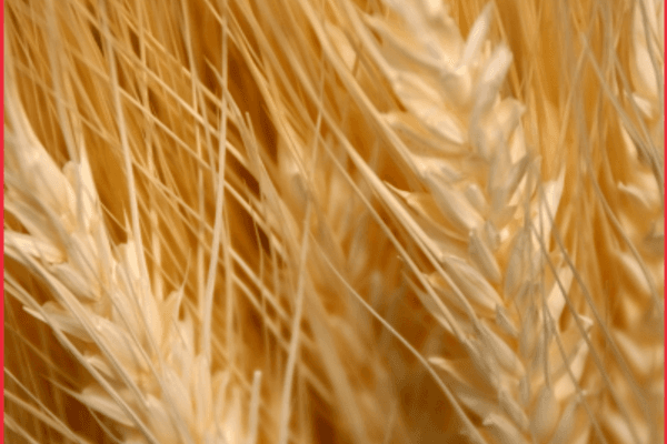 Agroalimentaire : les fournisseurs en danger